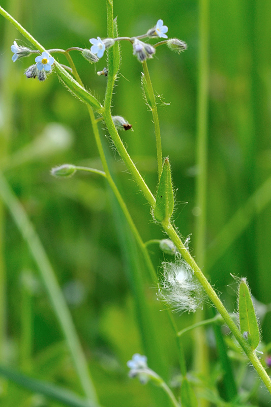 Myosotis discolor /  Myosotis discolore